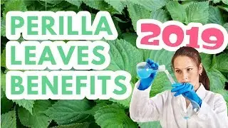 Perilla leaves|beefsteak plant|Shiso
