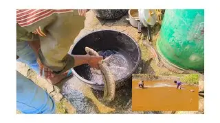 May 18, 2025 mud fishing videos/maad fishing videos snakehead/fishing videos