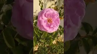 Beautiful Flower Video 79 // Beautiful Flower // Rose // Red Rose // Pink Rose // Beautiful Rose