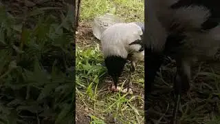 С бульоном вкуснее #вороны #босс / Better to soak it in water #crow #boss