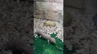 Geko leopardino lemon part3
