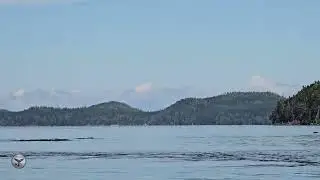 Pacific White Sided Dolphins from the Kayaks 2025