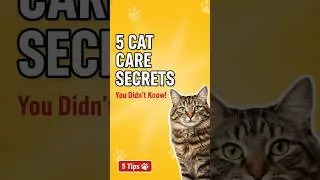 5 CAT CARE Secrets most Owners Don&rsquo;t Know! #shorts