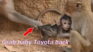 Young monkey comforts baby Toyota for kidnap, Adorable old mom Taina protect and grab her baby back