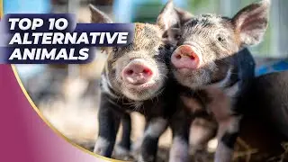 🔥 TOP 10 Alternative Pet Catchers You Won't Believe Exist! 🐾🌟