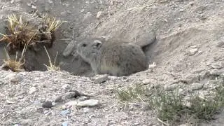 himalayan pika from tso-kar, ladakh, india