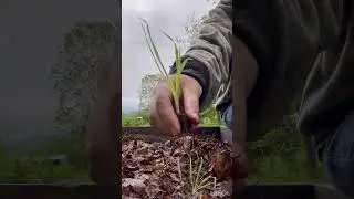 Planting bunny tails - it&rsquo;s a rainy day but these seedlings need planted! Cut flowers - flower