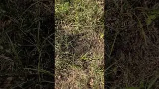 Setting up a new camera over a scrape. #deer #hunting #archery #woods #deerhunting