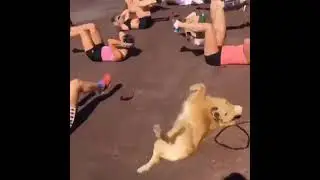 Pup Hilariously Joins Human Workout!