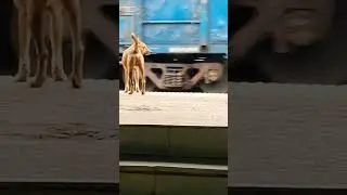 dog Vs train