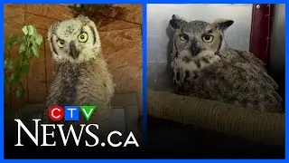 What makes great horned owls so great?