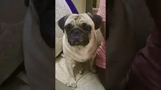 ##pug #puppy #youtubeus #trending #short #rocky #video
