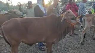 Old McDonald had a Bull 🤣