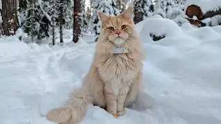 Buster's Adventure to the Frozen Lake!