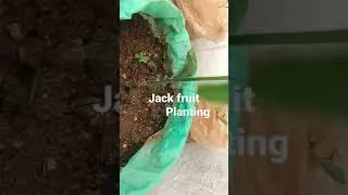 jack fruit plantings #jackfruit #saplings #germinatejackfruit #tamilplanting