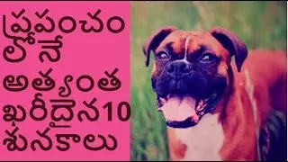 top 10 most expensive dogs in the world 2018