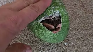 Hatching!