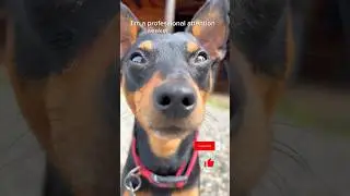 Mini Pinscher is a professional Attention seeker 😂🐾 #dog #dogshorts #doglover #funnydogsvideos