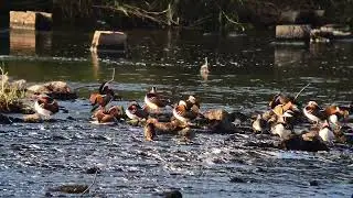Mandarin Ducks in Seoul, Novembeer 2025