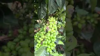 Variedad de caf&eacute; papayo clima c&aacute;lido