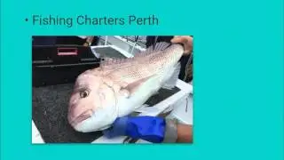 Fishing Charters Perth