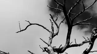 &Aacute;RBORE MORTA - &Aacute;rbore Sen Apenas Vida (EP 2026) (Full Album) (Harsh Noise/Experimental Noise)
