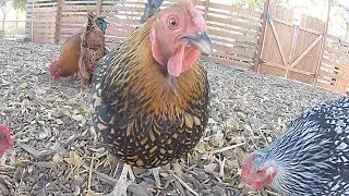 How To Keep Your Chickens Laying In WINTER !