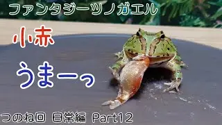 ファンタジーツノガエルのつのね　お魚大好き　日常編　Part12