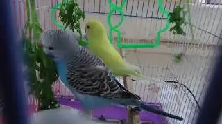 Bird colony 🏠🏠🏠