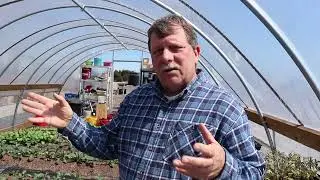 Hard Lesson About Growing Tomatoes For Market