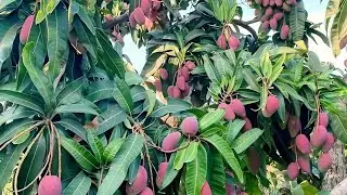 جھاڑی دار آم کے بڑے پودے | 10–13 فٹ ہائٹ | Healthy Bushy Mango Trees | Chandia Nursery