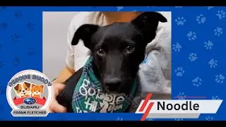 Noodle Rescue Buddy of the Week 10 06 25