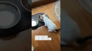 Breakfast with Kitty!