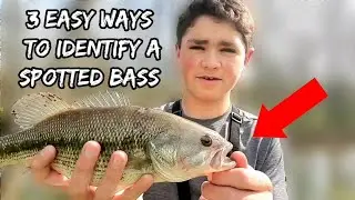 How To Identify A Spotted Bass