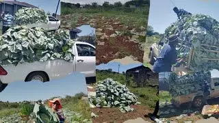 Cabbage Farming in South Africa | Full Harvest Day |how to grow cabbages 