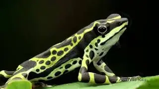 Rare colorful Harlequin Frog from the Amazon Rainforest of Ecuador