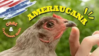 How to care for Ameraucana chickens?| How to raise Ameraucana chickens as a pet in your backyard?