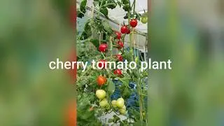 cherry tomato plant growing