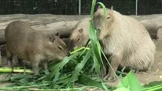 The Capybaras at Sodegaura Zoo Feast on Banana Leaves and Nutritious Food All Day Long