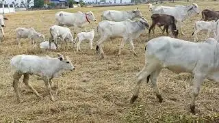 Cattle grazing in rural farmland | Peaceful countryside scene 