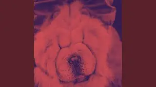 Lovely Backdrops for Morning Dog Training