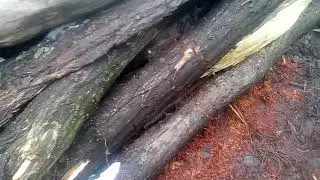 St&acirc;lpi pentru gard din lemn de salc&acirc;m