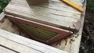 Pose de la grille à reine dans une ruche kényane