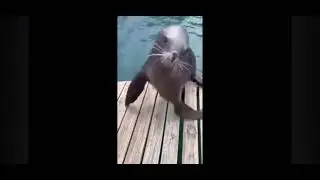 Sea Lion dancing to Irish music for 1:06 :D