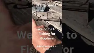 How to set a gopher trap. #gardening #garden #gophers @Barelygardening