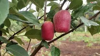 Growing Apple in Northern Uganda