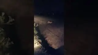 Leopard Spotted in Ahmednagar District - Maharashtra - leopard attack