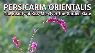 Persicaria Orientalis: The Beauty of Kiss-Me-Over-the-Garden-Gate | Princess-Feather Plant Facts