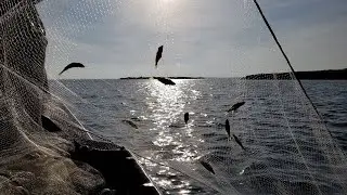 Fall Fish Reproduction Surveys 2025 - NDGF - 10-16-2025
