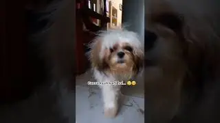 suzzu❤️Faar wala gudda😍#pets #love #shitzu #shitzu_lover #dogshorts @theartcreation_offical